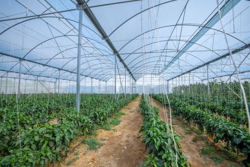 trường hợp công ty mới nhất về SABIC hợp tác với IYRIS và NAPCO để tạo ra giải pháp mái nhà nhà kính bền vững công nghệ cao sử dụng polyethylene TRUCIRCLETM cho sáng kiến sản xuất thực phẩm Saudi